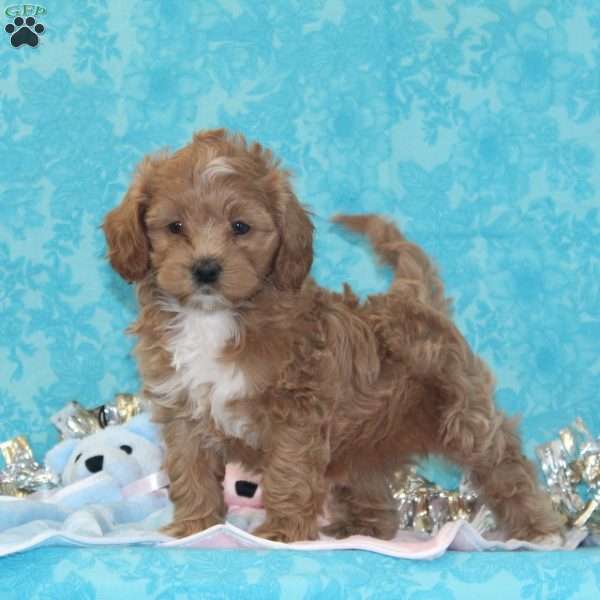 Kitty, Shih-Poo Puppy